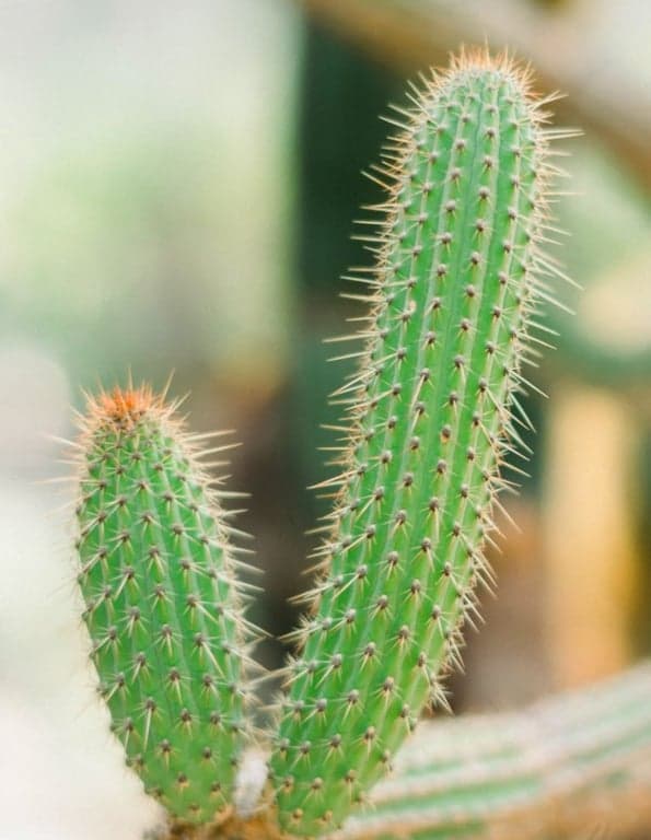 Plant propagation tubes with growing plants