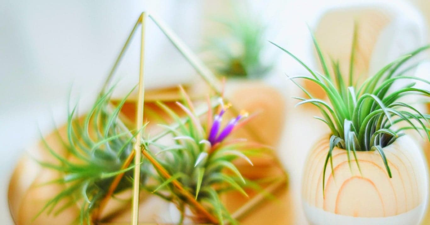 Full sun plants like succulents and cacti