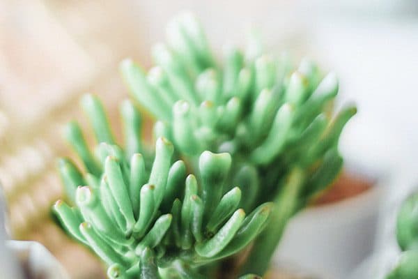 Shade-loving plants like ferns and ivy