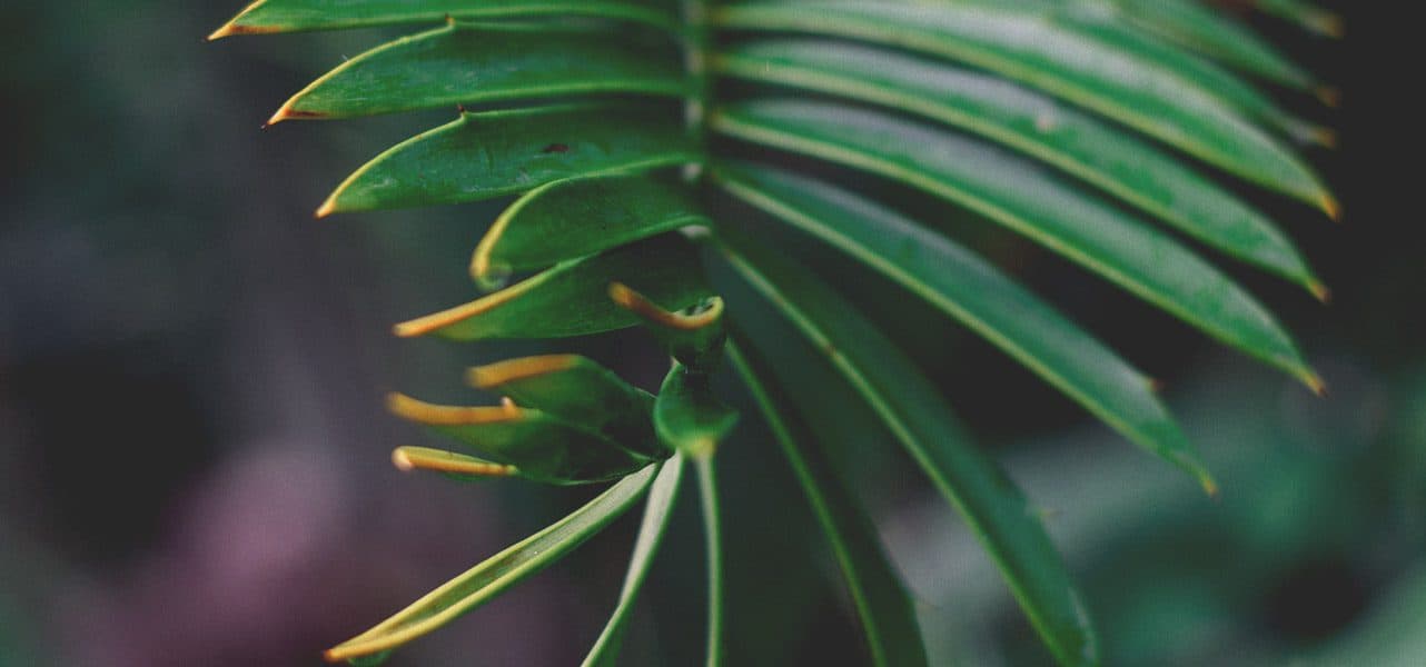 Partial sun plants like pothos and peace lilies