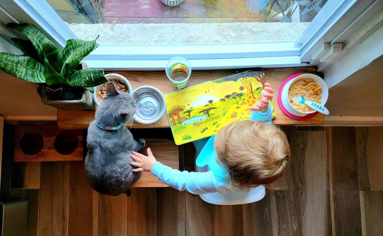 DIY Windowsill Shelf for Cats, Kids, and Plants