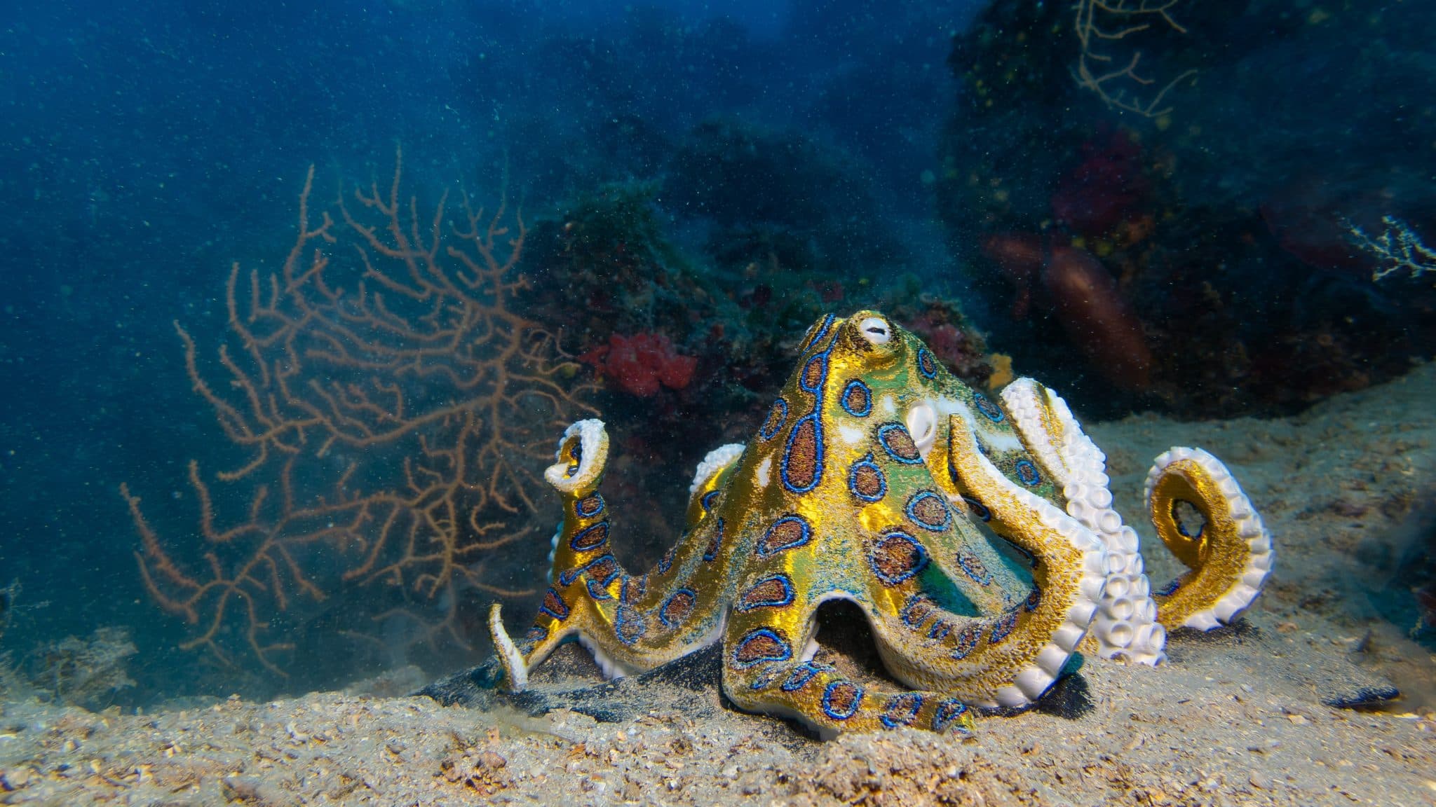 Official Prusa INDX July update image showing a printed octopus model underwater